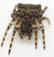 Attēlu rezultāti vaicājumam “Gibbaranea gibbosa”