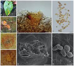 Attēlu rezultāti vaicājumam “Phleogena faginea sessile”