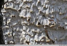 Attēlu rezultāti vaicājumam “Skeletocutis odora”