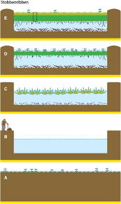 Attēlu rezultāti vaicājumam “Calliergon megalophyllum”