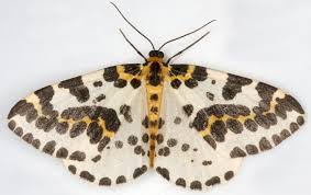 Attēlu rezultāti vaicājumam “Abraxas grossulariata”