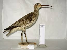 Image result for Numenius tenuirostris