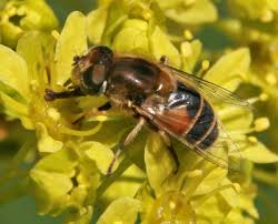 Attēlu rezultāti vaicājumam “Syrphidae”