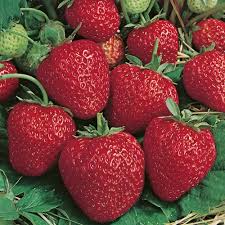 Attēlu rezultāti vaicājumam “Fragaria x ananassa”