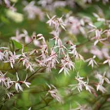 Attēlu rezultāti vaicājumam “Gillenia trifoliata flower”
