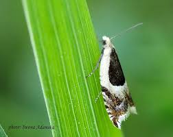 Attēlu rezultāti vaicājumam “Ancylis badiana”