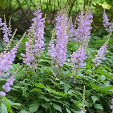 Image result for Astilbe