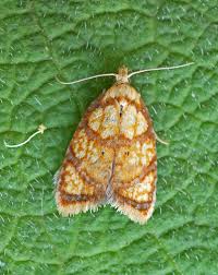 Attēlu rezultāti vaicājumam “Acleris bergmanniana”