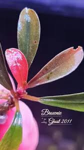 Attēlu rezultāti vaicājumam “Amblystegium serpens macro”