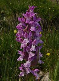 Attēlu rezultāti vaicājumam “Dactylorhiza cruenta flower”