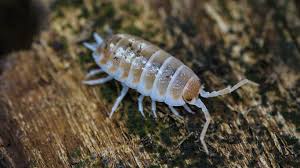 Attēlu rezultāti vaicājumam “Cribraria rubiginosa macro”