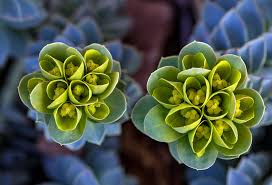 Image result for Wolfsmilch