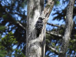 Attēlu rezultāti vaicājumam “Dendrocopos leucotos female”