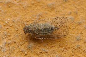 Attēlu rezultāti vaicājumam “Cixius sp.”