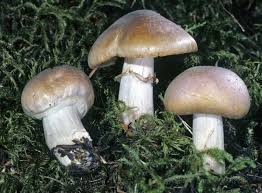 Attēlu rezultāti vaicājumam “Rozites caperata”