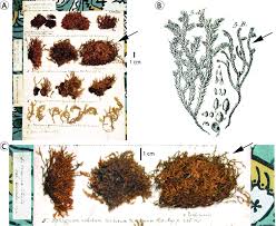 Attēlu rezultāti vaicājumam “Hedwigia ciliata”