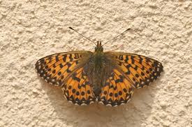 Attēlu rezultāti vaicājumam “Boloria titania underside”