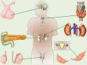 Endocrine System