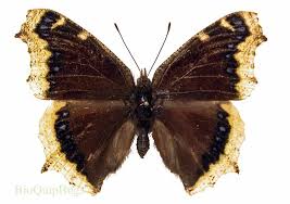 Attēlu rezultāti vaicājumam “Nymphalis antiopa”