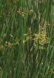 Attēlu rezultāti vaicājumam “Juncus effusus fruit”