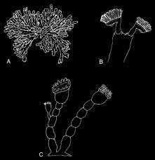 Attēlu rezultāti vaicājumam “Bryozoa”
