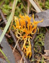 Attēlu rezultāti vaicājumam “Ramariopsis crocea”