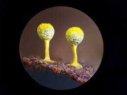 Attēlu rezultāti vaicājumam “Badhamia bethelii young”