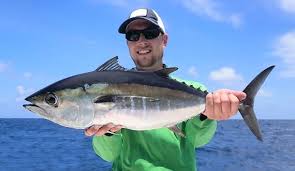Image result for Thunnus atlanticus