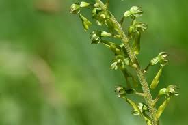 Attēlu rezultāti vaicājumam “Listera ovata fruit”