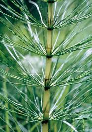 Attēlu rezultāti vaicājumam “Equisetum fluviatile”