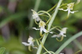 Attēlu rezultāti vaicājumam “Platanthera chlorantha flower”