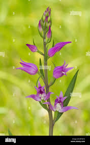 Attēlu rezultāti vaicājumam “Cephalanthera rubra flower”