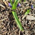 Attēlu rezultāti vaicājumam “Scilla siberica leaf”