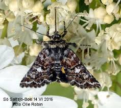 Attēlu rezultāti vaicājumam “Anarta myrtilli”