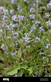 Attēlu rezultāti vaicājumam “Myosotis ramosissima flower”