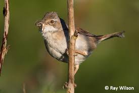 Attēlu rezultāti vaicājumam “Sylvia communis”