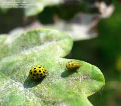 Attēlu rezultāti vaicājumam “Psyllobora vigintiduopunctata larva”