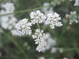 Attēlu rezultāti vaicājumam “Torilis japonica”