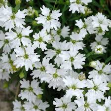 Attēlu rezultāti vaicājumam “Seligeria pusilla”