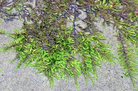 Attēlu rezultāti vaicājumam “Homomallium incurvatum sporophyte”