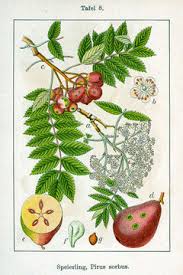 Attēlu rezultāti vaicājumam “Sorbus intermedia fruit”