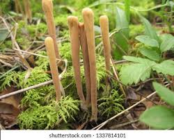 Attēlu rezultāti vaicājumam “Clavariadelphus ligula”