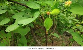 Attēlu rezultāti vaicājumam “Carex dioica fruit”