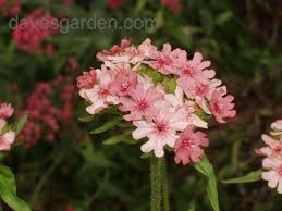 Image result for Lychnis chalcedonica `Dusky Salmon`