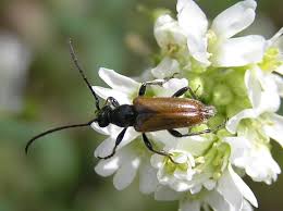 Attēlu rezultāti vaicājumam “Pseudovadonia livida”