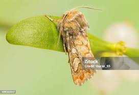 Attēlu rezultāti vaicājumam “Panolis flammea”