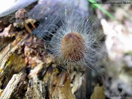 Attēlu rezultāti vaicājumam “Spinellus fusiger”