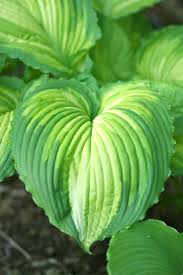 Image result for Hosta Warpaint