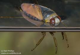 Attēlu rezultāti vaicājumam “Notonecta glauca”