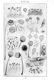 Attēlu rezultāti vaicājumam “Diderma chondrioderma spores”